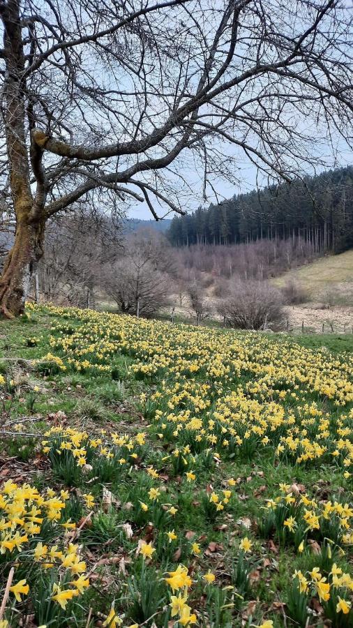 Urlaub Am Schwarzbach Mit Sauna Und Whilpool Butgenbach Exteriör bild